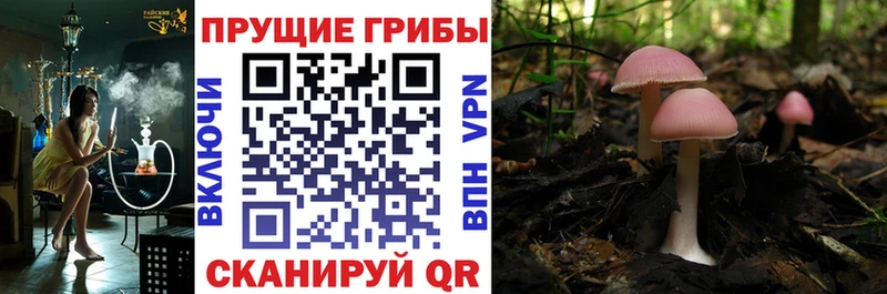 Купить закладки  Ступино  Галлюциногенные грибы GOLDEN TEACHER 